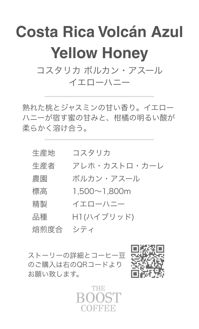 コスタリカ ボルカン アスール イエローハニー シティ スペシャルティコーヒー豆 100g