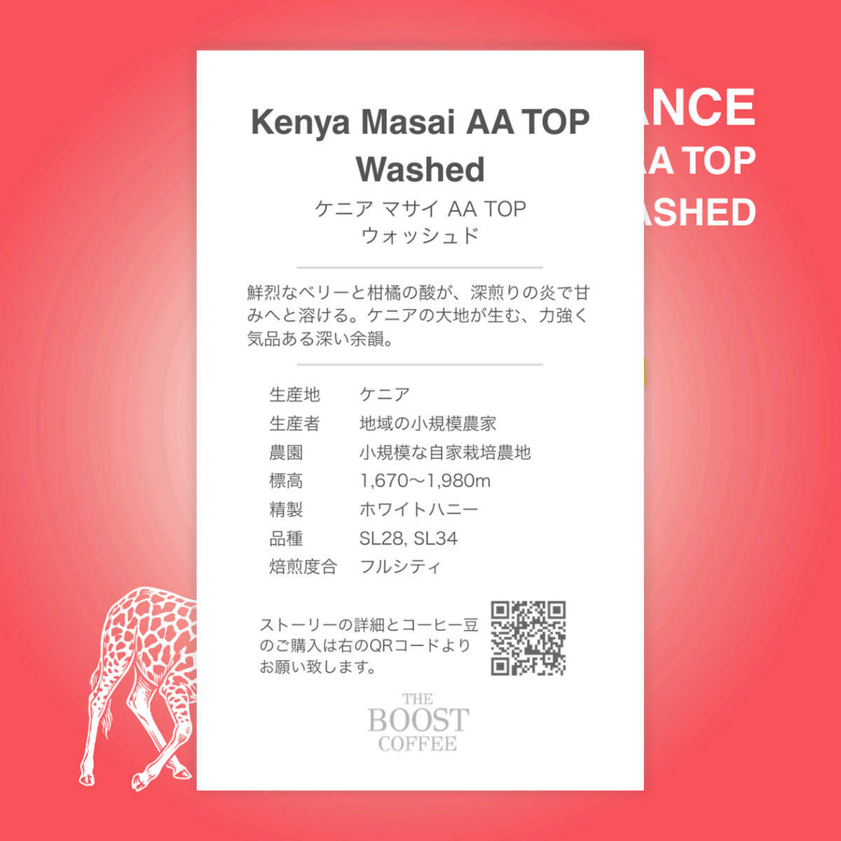 ケニア マサイ AA TOP ウォッシュド フルシティ スペシャルティコーヒー豆 100g